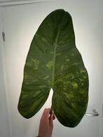 Enorme Philodendron Imbe Variegatum syn. Jose Bueno stekken, Huis en Inrichting, Overige soorten, Ophalen of Verzenden