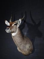 waterbok taxidermy opgezette waterbuck shouldermount, Ophalen, Gebruikt, Hert, Gewei of Kop