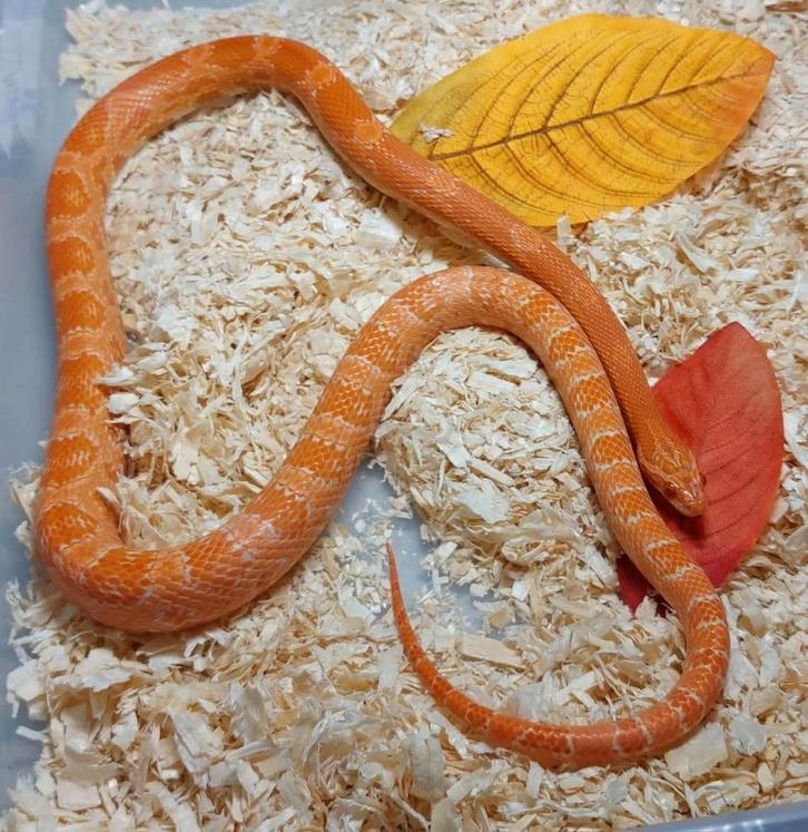 Rode rattenslang/Pantherophis guttatus