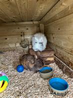 Twee dwergkonijntjes met hok te koop!, Dieren en Toebehoren, Konijnen, Vrouwelijk, Dwerg