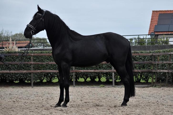 UNIEK! Zeer goed bewegende sportieve MURGESE ruin, Dieren en Toebehoren, Paarden, Ruin, B, 160 tot 165 cm, 3 tot 6 jaar, Dressuurpaard