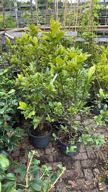 Magnolia susan zware planten grote kluit 29,95  op is op beschikbaar voor biedingen