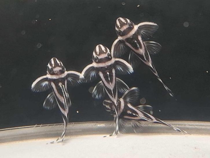 L046 / L46 Hypancistrus zebra +/-3,5cm, Dieren en Toebehoren, Vissen | Aquariumvissen, Zoetwatervis, Vis