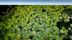 Limnobium lavaegatum. Frogbit  aquarium drijfplantjes, Dieren en Toebehoren, Vissen | Aquaria en Toebehoren, Ophalen of Verzenden