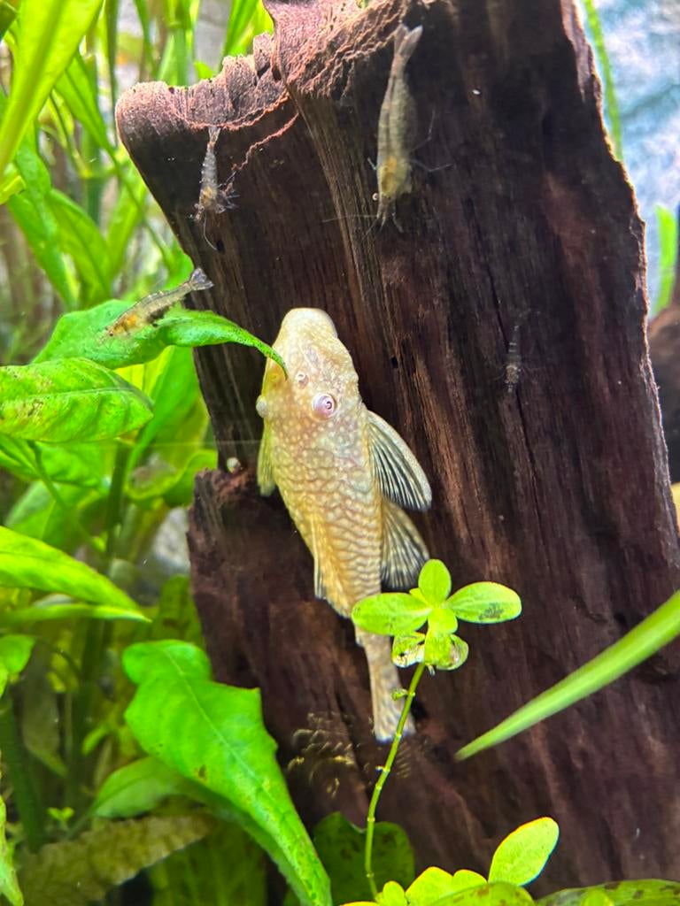 Pleco, Vis