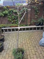 Vijgenboom, Tuin en Terras, Ophalen, Volle zon, In pot, Vijgenboom