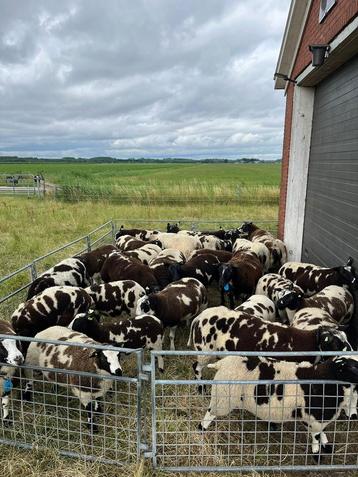 Koppel bonte schapen beschikbaar voor biedingen