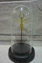 Insecten in stolp van glas geprepareerde insecten & vlinders, Verzamelen, Ophalen