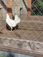 Broedeieren | witte leghen | van de beste legkippen, Geslacht onbekend, Kip