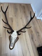 Te koop groot  gewei, Ophalen, Zo goed als nieuw, Hert, Gewei of Kop