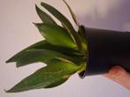 Sanseveria in zwarte bloempot, Ophalen of Verzenden, Halfschaduw, Minder dan 100 cm