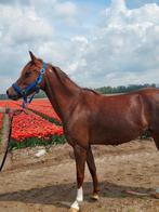 Welshpony merrie 6 jaar onbeleerd, Dieren en Toebehoren, Paarden, Onbeleerd, Merrie, Gechipt, Minder dan 160 cm