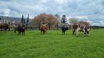 Longhorn/Watusi kalveren, spannetje, stier, Dieren en Toebehoren, Runderen, Meerdere dieren, 0 tot 2 jaar