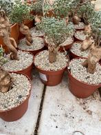 Caudex Trichodiadema Bulbosum uit Zuid Afrika 12 cm pot, Overige soorten, Ophalen of Verzenden, In pot, Minder dan 100 cm