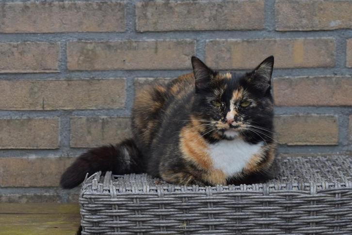 Schildpad poes, Dieren en Toebehoren, Katten en Kittens | Overige Katten