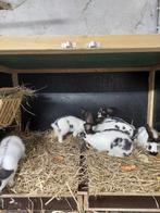 jonge lotharing konijnen groot soort, Mannelijk, Groot, 0 tot 2 jaar