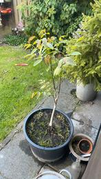 Diverse walnoot boompjes juglans regia, Ophalen, Minder dan 100 cm, In pot, Walnotenboom