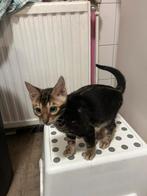 Bengaal bengalse kittes, Meerdere dieren, Kortharig, 0 tot 2 jaar