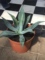 Agave plant, Ophalen, Bloeit niet, Overige soorten, Volle zon