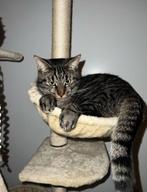 Speelse kat, Dieren en Toebehoren, Katten en Kittens | Raskatten | Korthaar, Kater, Gechipt, 0 tot 2 jaar