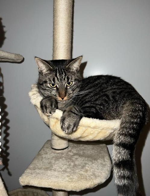 Speelse kat, Dieren en Toebehoren, Katten en Kittens | Raskatten | Korthaar, Kater, 0 tot 2 jaar, Gechipt, Ontwormd, Ingeënt