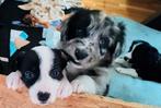 Bordercollie mix cretan hound puppies, super mooi en slim, Particulier, Rabiës (hondsdolheid), 8 tot 15 weken, Buitenland
