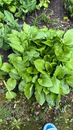 Hosta, Tuin en Terras, Planten | Tuinplanten, Ophalen of Verzenden, Zomer, Overige soorten, Halfschaduw