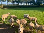 Prachtige Kerry Hill ooien, Dieren en Toebehoren, Vrouwelijk, Schaap