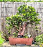 Taxus Baccata - 30 jaar oud, robuust en onderhandelbaar, Tuin en Terras, Ophalen of Verzenden, Bloeit niet, Halfschaduw, Overige soorten