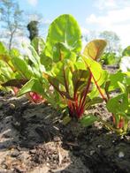 Uit de biologische moestuin: Snijbiet, rood en geel, zaden, Ophalen of Verzenden, Najaar, Volle zon, Zaad