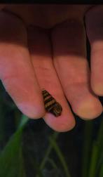 Gratis af te halen Anentome helena slakken, Dieren en Toebehoren, Vissen | Aquariumvissen, Slak of Weekdier, Zoetwatervis