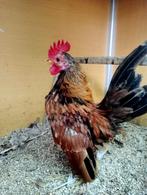 Mooie kleine sarama haantjes, Dieren en Toebehoren, Pluimvee, Mannelijk, Kip