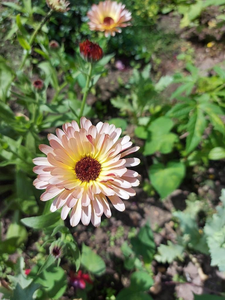 Goudsbloem Touch of Red Buff, Ophalen of Verzenden, Voorjaar, Volle zon, Zaad