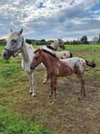 Diverse appaloosa veulens, Dieren en Toebehoren, 15 weken tot 1 jaar, Overige rassen, Meerdere, Meerdere dieren