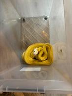 Retic SD albino het anery 0.1, Dieren en Toebehoren, Slang, 3 tot 6 jaar