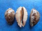 Schelpen: Cypraea grayana Schilder gem 40-54mm, Verzenden, Schelp(en)
