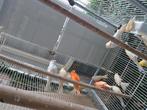 3 koppel 24+13 klein wit en mozaïek, Dieren en Toebehoren, Vogels | Kanaries, Meerdere dieren