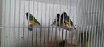 Gouldamadines  100% natuurbroed, Dieren en Toebehoren, Vogels | Overige Vogels, Meerdere dieren, Tropenvogel, Geringd