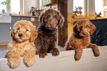 Doodle teefjes Labradoodle x Sennendoodle beschikbaar voor biedingen