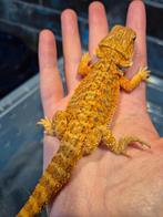 Baardagaam hypo oranje, Dieren en Toebehoren, Reptielen en Amfibieën, Hagedis, Tam, 0 tot 2 jaar