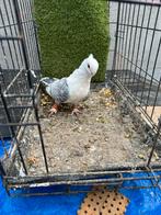 7 Duiven, Dieren en Toebehoren, Vogels | Duiven