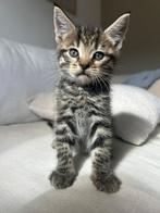 Prachtige kittens te koop, Dieren en Toebehoren, Meerdere dieren