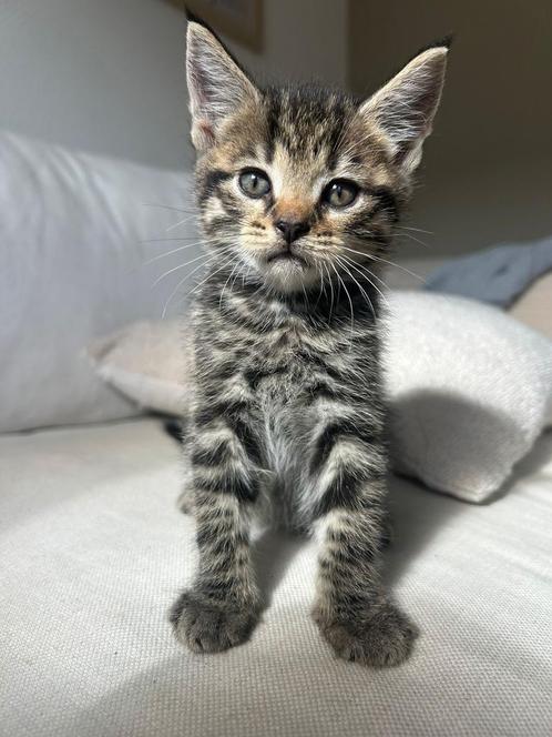 Prachtige kittens te koop, Dieren en Toebehoren, Katten en Kittens | Overige Katten, Meerdere dieren