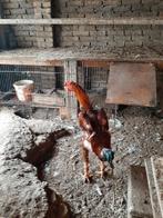 İNDİO GİGANTE DE BRASIL HAAN, 8 maanden oud, Mannelijk, Kip