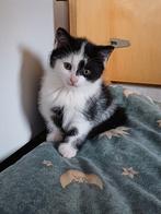 prachtige, sociale kitten - zwart/wit katertje, Dieren en Toebehoren, Katten en Kittens | Overige Katten, Meerdere dieren, 0 tot 2 jaar