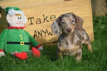 Teckel pups diverse kleuren beschikbaar voor biedingen