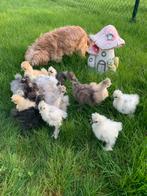 Usa zijdehoen hennen 🐥5wk geent zijdehoenders🍀✅, Dieren en Toebehoren, Pluimvee, Vrouwelijk, Kip