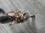 Main coon 1jaar oud, Dieren en Toebehoren, Poes