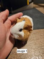 5 jonge cavia zeugjes / baby cavia's vrouwen, Dieren en Toebehoren, Knaagdieren, Cavia, December, Vrouwelijk, Tam