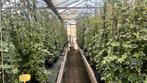 Hedera Gold child 80/100 tot 175/200 cm, laagste prijs NL, Ophalen, Conifeer, 100 tot 250 cm